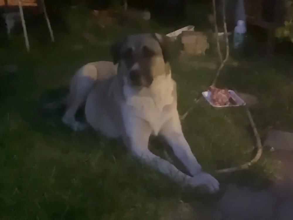 Anatolian Shepherd relaxed in the yard