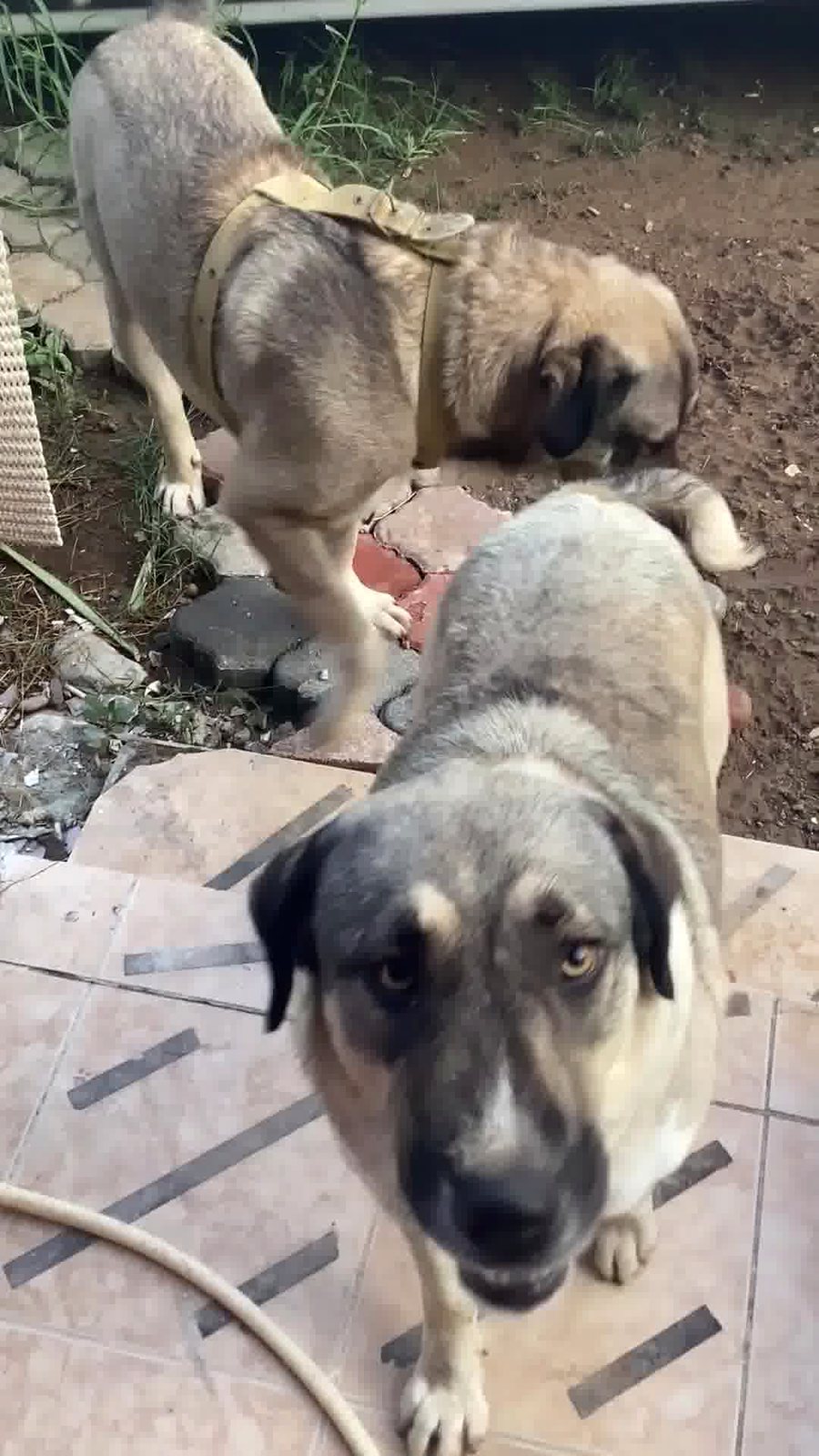 Anatolian Shepherd working with livestock