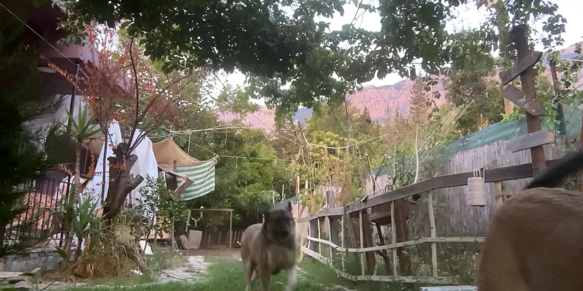 Anatolian Shepherd